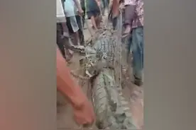 印尼一村民河边垂钓被鳄鱼吃掉，警民联手杀死鳄鱼破肚取出残骸图片