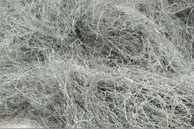 白花蛇舌草栽培技术要点：掌握繁殖方法，做好水肥管理，适时采收图片