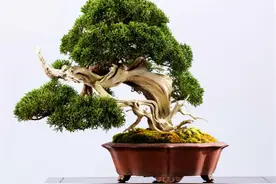 日本7棵“天价盆景树”，传承百年几代人，第七是原子弹幸存之树图片
