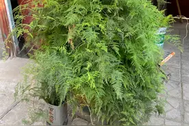 文竹盆栽到底怎么养，老是黄叶掉叶，找不到养护方法图片