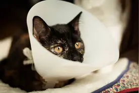 救了一只流浪小奶猫，后被猫妈妈找上门要孩子，我没给图片