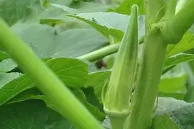秋葵是什么季节播种的图片