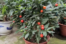 天凉了，7种有毒花别往屋里搬，否则影响家人健康图片