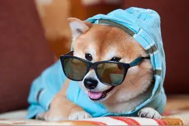 柴犬的微笑带着治愈，多少的铲屎官因中了这个“毒”而养的呢？图片