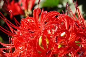 这几种花听名字就很高端，过节送人寓意更好，自己在家就能种图片