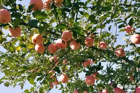 苹果膨大期施肥要科学，这样施肥提质80%图片