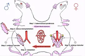 真汉子、要三胎自己生！施瓦辛格都怀孕了图片