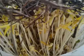 简单几步，在家也能做出像菜场卖的那种又长又嫩的绿豆芽图片