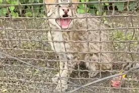 黑龙江一豹猫进村偷吃17只鹅，为保护动物已放生，咬死的鹅谁来赔图片