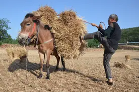 人工割骡子驮，我们收麦真不容易，可不种粮食俺们心里不踏实图片