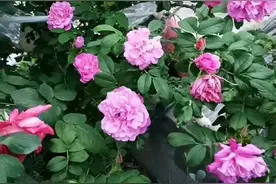 玫瑰月季傻傻分不清图片