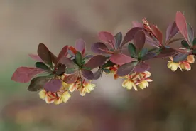 紫叶小檗的叶和花图片