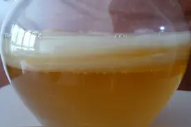 你还记得七、八十年代曾流行过的红茶菌吗？图片