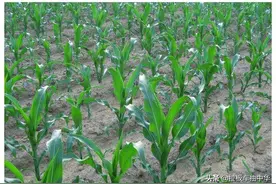 玉米田苗后茎叶选择性除草剂梳理大全（建议收藏）图片