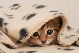 你的家里猫味大吗？别找猫咪麻烦，铲屎官行动起来就够了图片