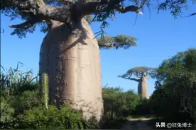 这是外国神树？看看中国都曾引进过哪些？没有对比就没有伤害图片