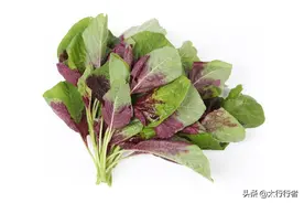 震惊？！苋菜这种植物会渗出血来？图片