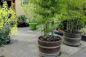 在家里养盆栽竹子，也有很多需要讲究的地方，不能乱养图片