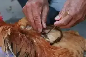 广西农村的美味，“阉鸡”出来的鸡子，你们吃过吗？那个味道绝了图片