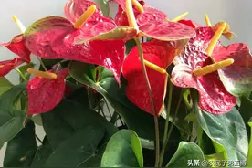 观赏植物花烛：叶缘焦枯，叶片变褐如何是好？找准原因是关键图片