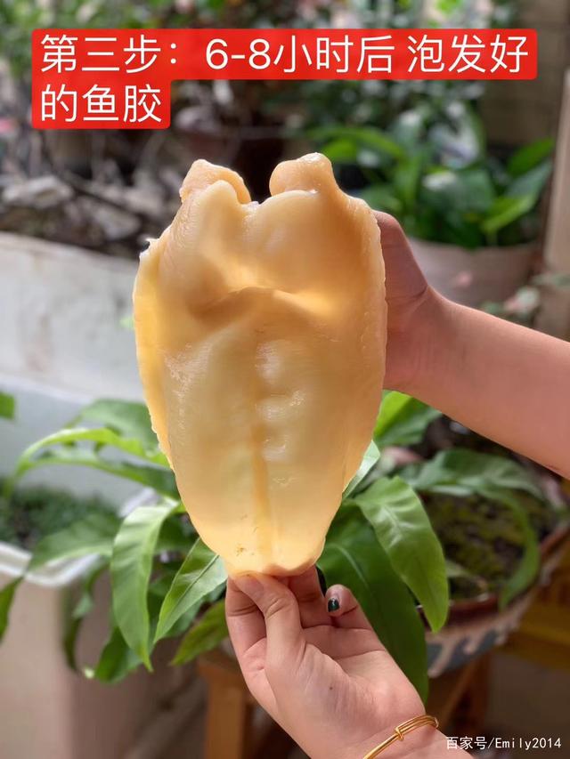 花胶牛奶为什么冻不上 2026年花胶牛奶冻为何不凝固