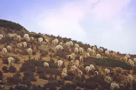 西藏人文地理：牧羊人和藏羊图片