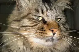 被猫咪给揍了？看看这些年被霸王猫给欺负过的动物们，还是忍了吧图片