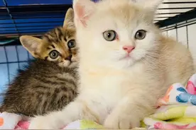 告诉你为啥不能养猫图片