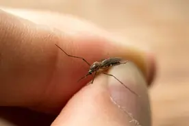 蚊子叮咬人和血型有关系吗？蚊子更喜欢叮咬什么样的人？图片
