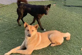 宁波城管发布爱犬出户指南，6月起违规最高罚两千元图片