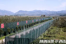 陕南秦巴山区成为陕西猕猴桃新兴重点产区 种植面积近30万亩图片