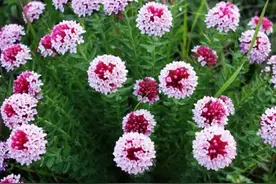 植物王国中的“毒王”狼毒花，究竟有多毒？图片