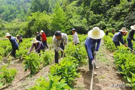 西乡子午镇耳扒村大力发展蚕桑养殖图片