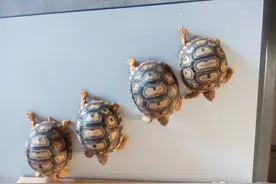 苏卡达陆龟图片