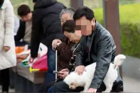 调查丨遛狗拴绳入法，记者实探郑州市民遛狗现状图片