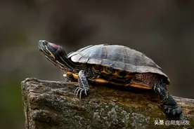 完全离开水的环境下，红耳巴西龟究竟能活多久？图片