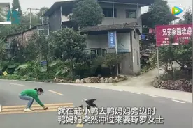 母爱都一样！女子帮小鸭子过马路被鸭妈妈攻击图片