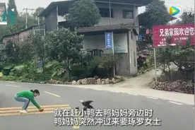 母爱都一样！女子帮小鸭子过马路被鸭妈妈攻击图片