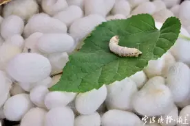 小满节气来了 "桑叶正肥蚕食饱" 从蚕到蚕丝被需37道工序图片