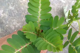 叶片下挂着一串“珍珠”，南方人当野菜，其实是隐藏的“致富草”图片