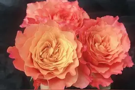 奇特的进口玫瑰花 （识花） 罕见好看的玫瑰图片