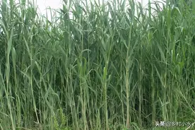 植株最高可达10米，亩产25吨，绿洲一号种植一次可以收割20年图片
