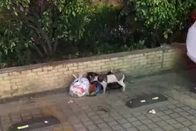 价值上万的卷毛猫被遗弃，翻垃圾堆找吃的，幸好遇到她图片