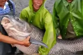 鱼王？武汉木兰湖140斤的“青鱼王”被捞起，最大能长到多大？图片