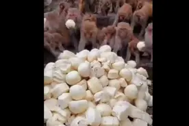 猴子吃馒头，哪只猴子拿了俩？图片