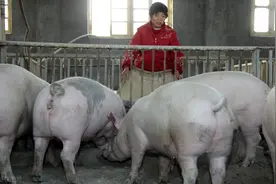 猪价跌入10元时代，肉价“纹丝不动”，幕后黑手为何歹毒？图片