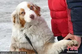 畜禽养殖正面清单来了！狗不在列，家里还能养吗？图片