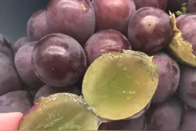 苏南地区葡萄花穗管理及高效栽培关键技术图片