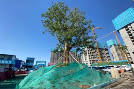 为城市建设让道而移栽 400多岁古树焕新生图片