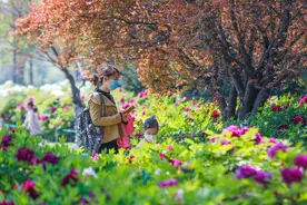 郑州植物园四万余株牡丹绽放！保安却为这事喊破嗓子图片